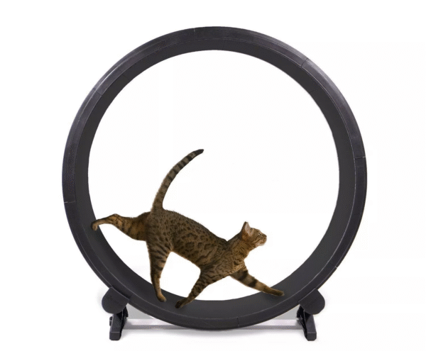 Roue d'exercice One Fast Cat 48′′ Roue de course pour tapis roulant pour chat